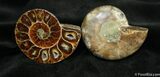 Scarce Inch Desmoceras Ammonite #1504-1